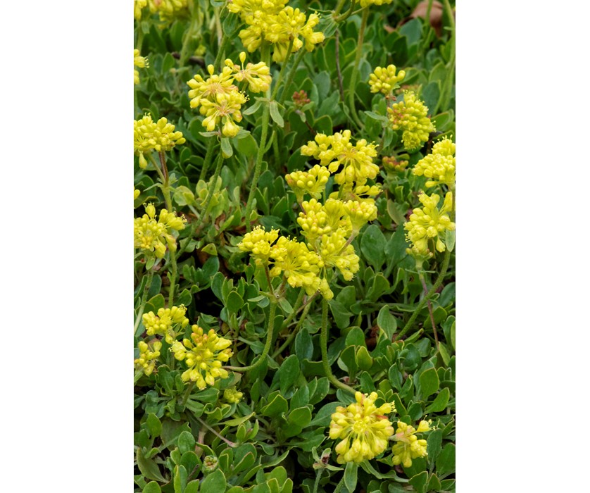 Kannah Creek Buckwheat